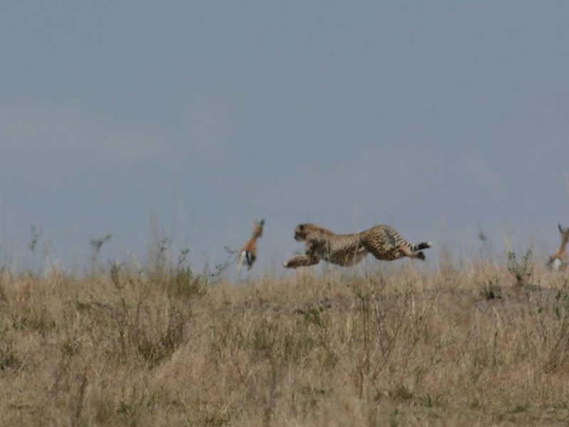 3 Days, 2 Nights Flying Safari (Mara Elatia Camp)